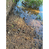 King tide image